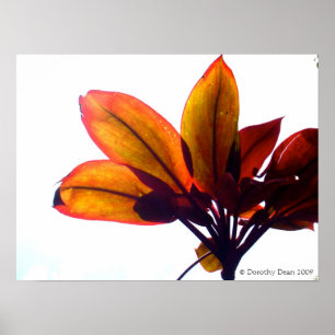Poster Plante feuillu