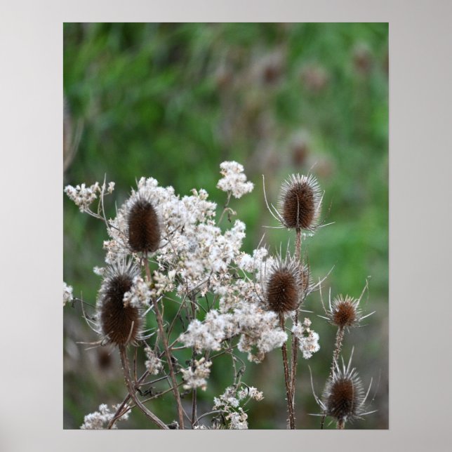 Poster Plante Fuller's Teasel (Devant)