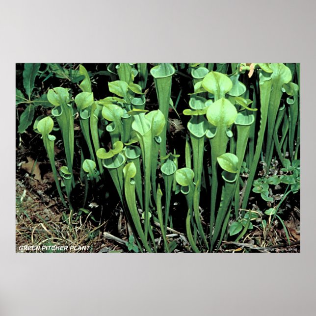 Poster Plante Green Pitcher (Devant)