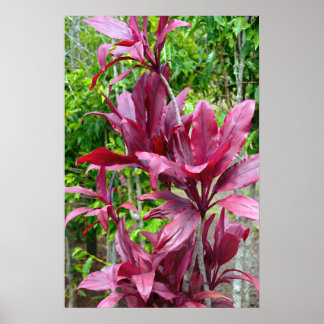 Poster Plante Hawaiian Ti