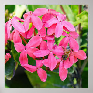 Poster Plante Ixora
