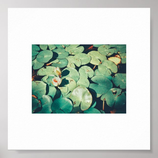 Poster Plante Pale Green Water Lily (Devant)