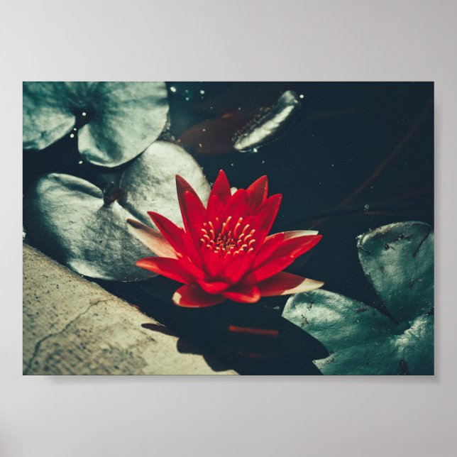 Poster Plante rouge vert brillant de l'eau (Devant)