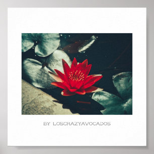 Poster Plante rouge vert brillant de l'eau