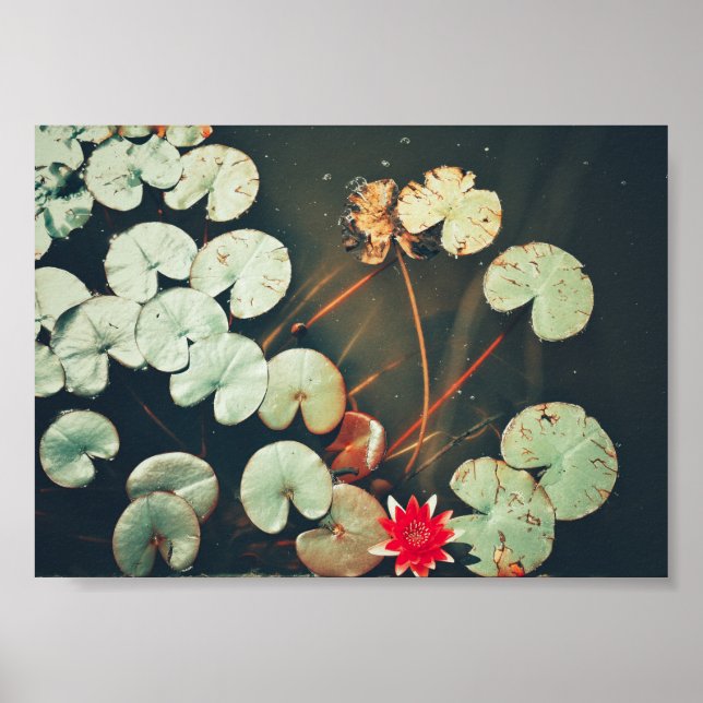 Poster Plante rouge vert brillant de l'eau (Devant)