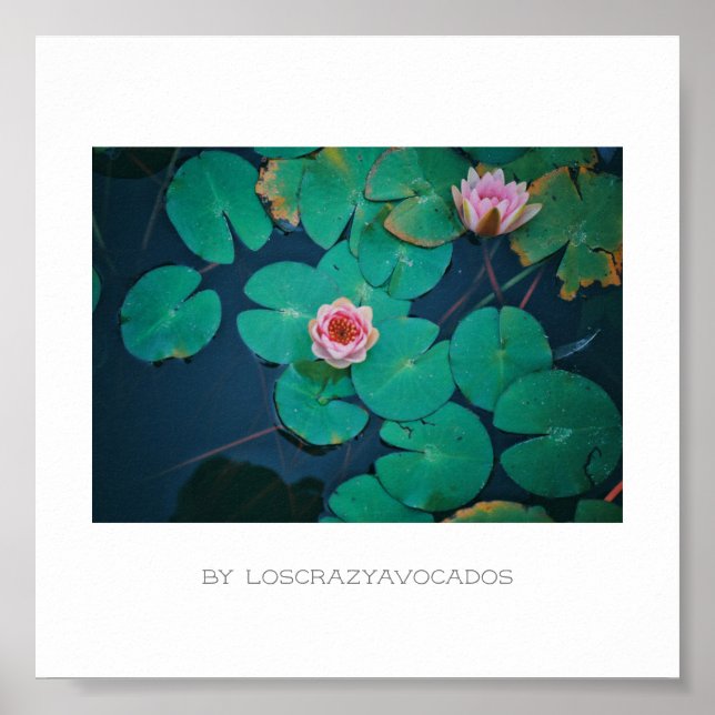 Poster Plante Stylisé Rose Eau Lily Fleurs (Devant)