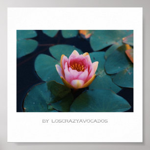 Poster Plante Stylisé Rose Eau Lily Fleurs