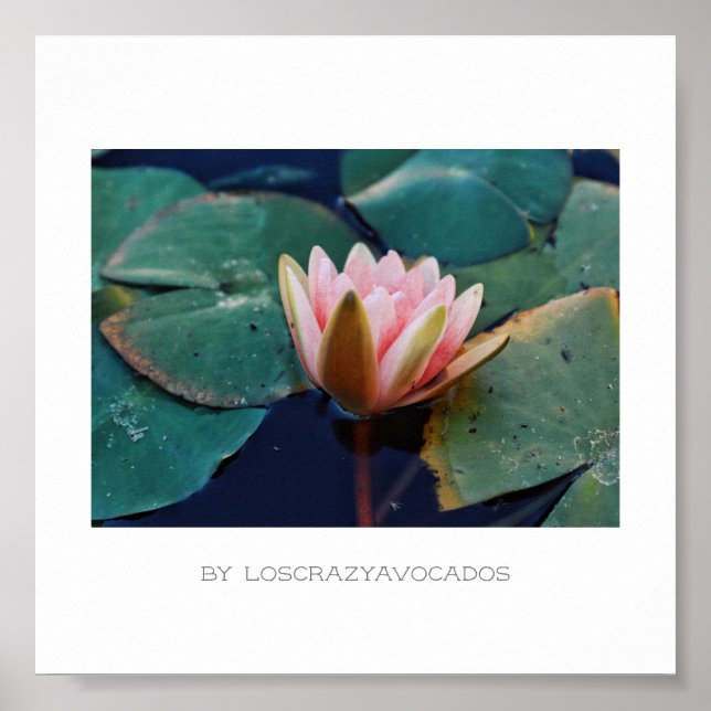 Poster Plante Stylisé Rose Water Lily (Devant)
