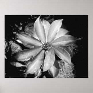 Poster Plante très symétrique, Oahu