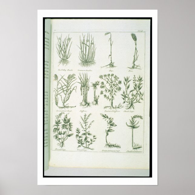 Poster Plantes de Culpeper's 'English Physician and Comp (Devant)