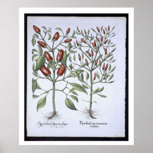 Poster Plantes de poivre de piments, du 'Hortus