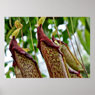 Poster Plantes Nepenthes