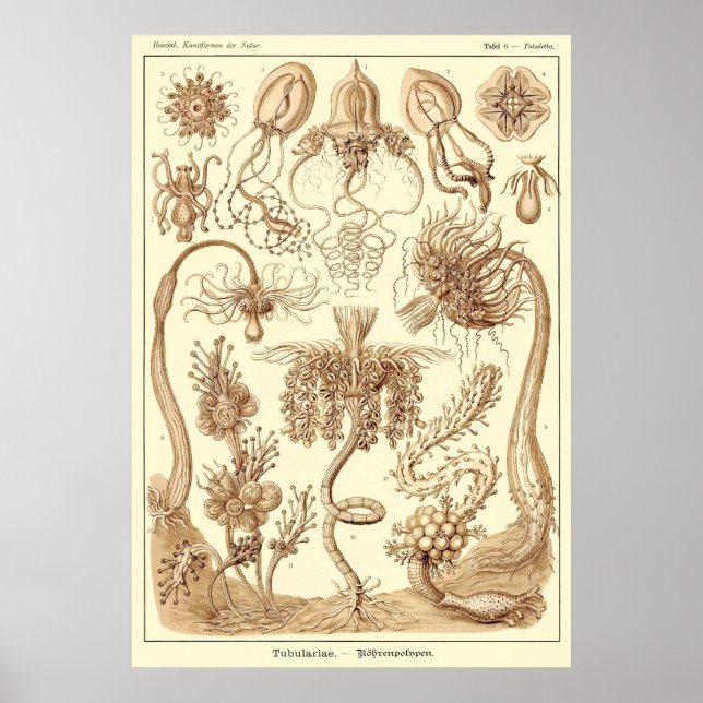 Poster Plaque 06 Tubulariae (Devant)