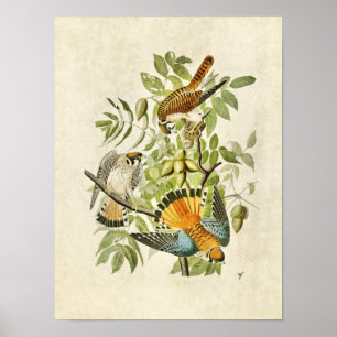 Poster Plaque 142   American Sparrow Hawk