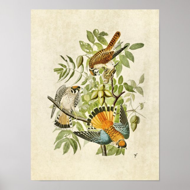 Poster Plaque 142 | American Sparrow Hawk (Devant)