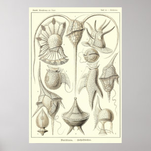 Poster Plaque 14 Peridinea