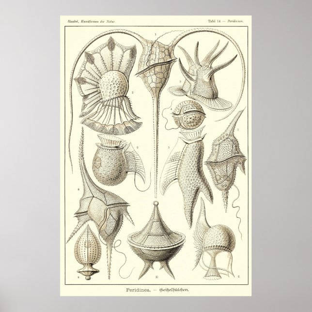 Poster Plaque 14 Peridinea (Devant)