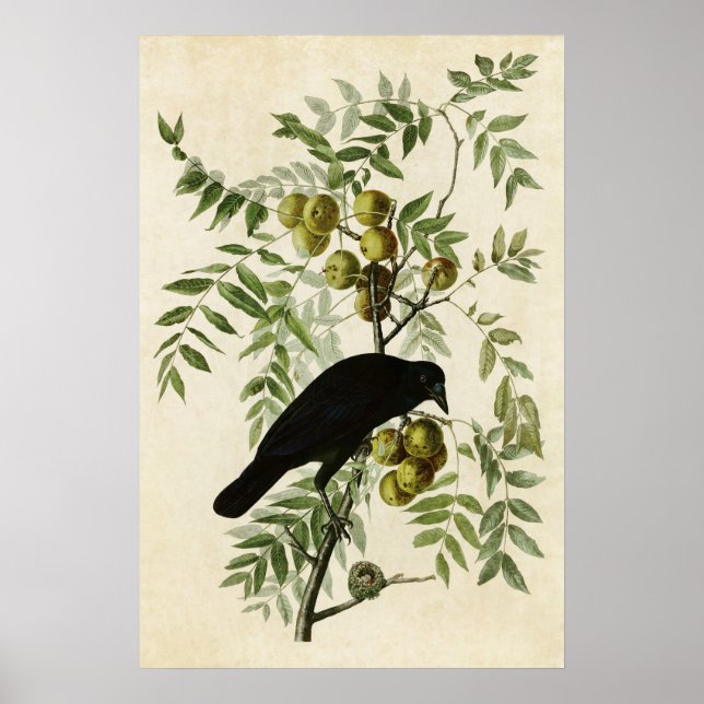 Poster Plaque 156 | Crow américain | Oiseaux d'Amérique (Devant)