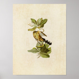 Poster Plaque 169 | Mangrove Cuckoo | Oiseaux d'Amérique