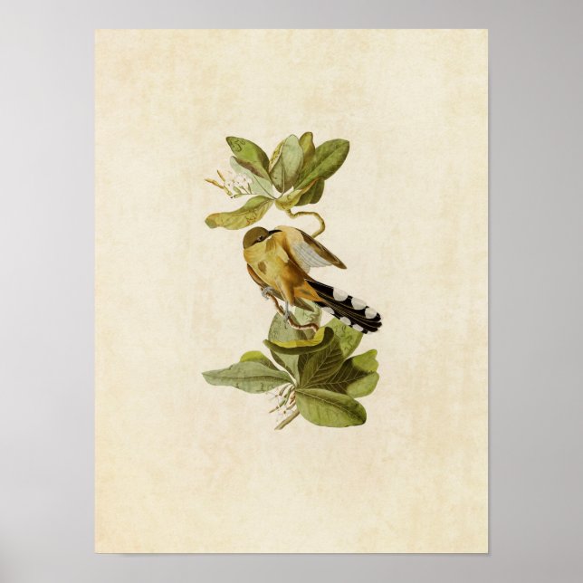 Poster Plaque 169 | Mangrove Cuckoo | Oiseaux d'Amérique (Devant)
