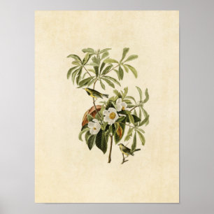Poster Plaque 185 Paruline de Bachman Oiseaux d'Améri
