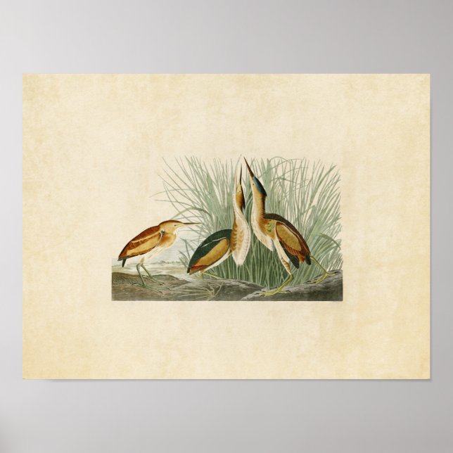 Poster Plaque 210 | Petite Bitterne | Oiseaux d'Amérique (Devant)