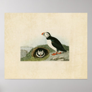 Poster Plaque 213 | Puffin | Oiseaux d'Amérique