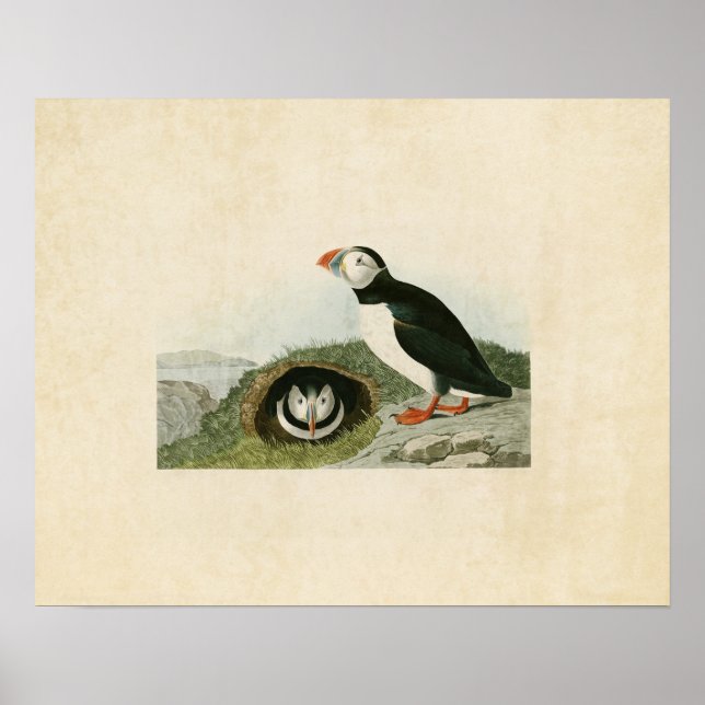 Poster Plaque 213 | Puffin | Oiseaux d'Amérique (Devant)