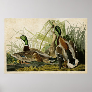 Poster Plaque 221 Mallard Duck Oiseaux d'Amérique