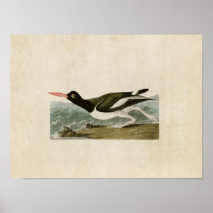 Poster Plaque 223   Pied Oystercatcher   Oiseaux d'Amériq