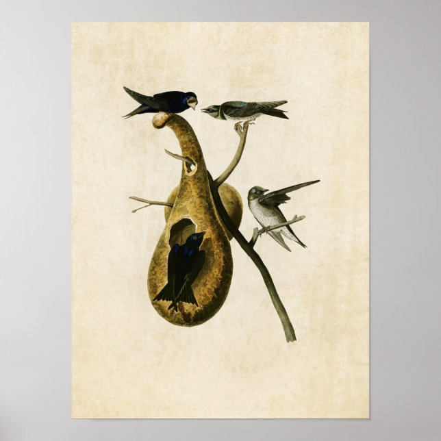 Poster Plaque 22 | Purple Martin | Oiseaux d'Amérique (Devant)