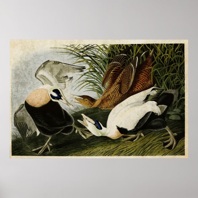 Poster Plaque 246 | Edier Canard | Oiseaux d'Amérique (Devant)