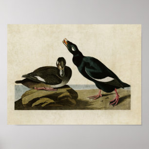 Poster Plaque 247 Velvet Duck Oiseaux d'Amérique