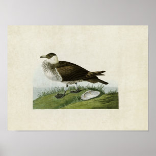 Poster Plaque 253   Jaeger   Oiseaux d'Amérique