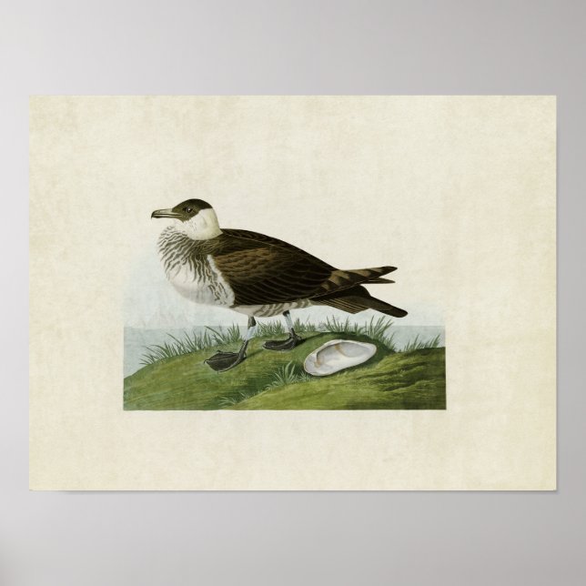 Poster Plaque 253 | Jaeger | Oiseaux d'Amérique (Devant)