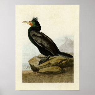 Poster Plaque 257   Cormorant à deux branches