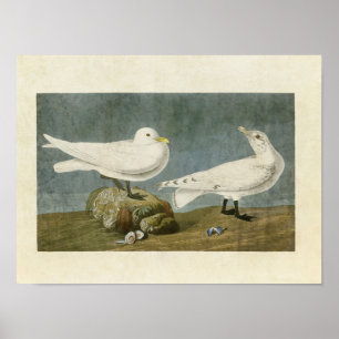Poster Plaque 287 Goéland ivoire Oiseaux d'Amérique