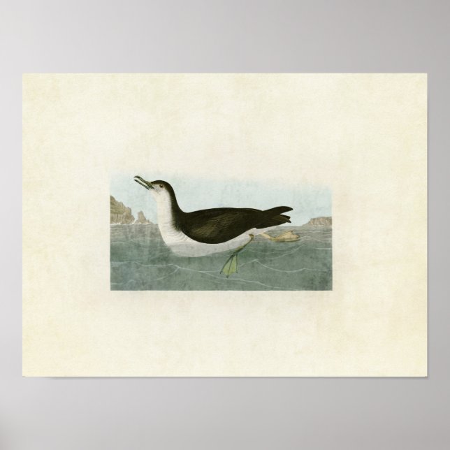 Poster Plaque 295 | Manx Shearwater | Oiseaux d'Amérique (Devant)