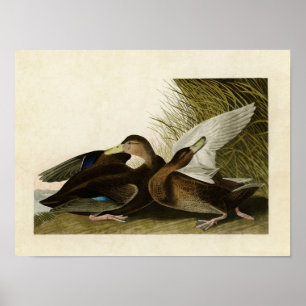 Poster Plaque 302   Dusky Duck   Oiseaux d'Amérique