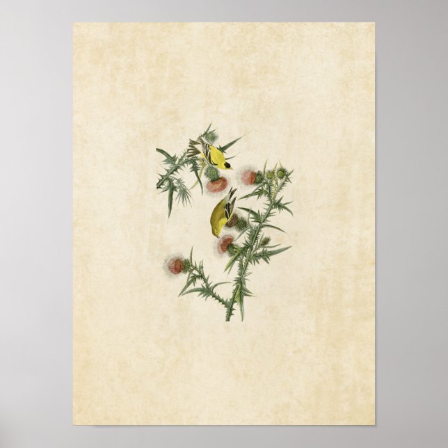 Poster Plaque 33 | American Goldfinch | Oiseaux d'Amériqu (Devant)