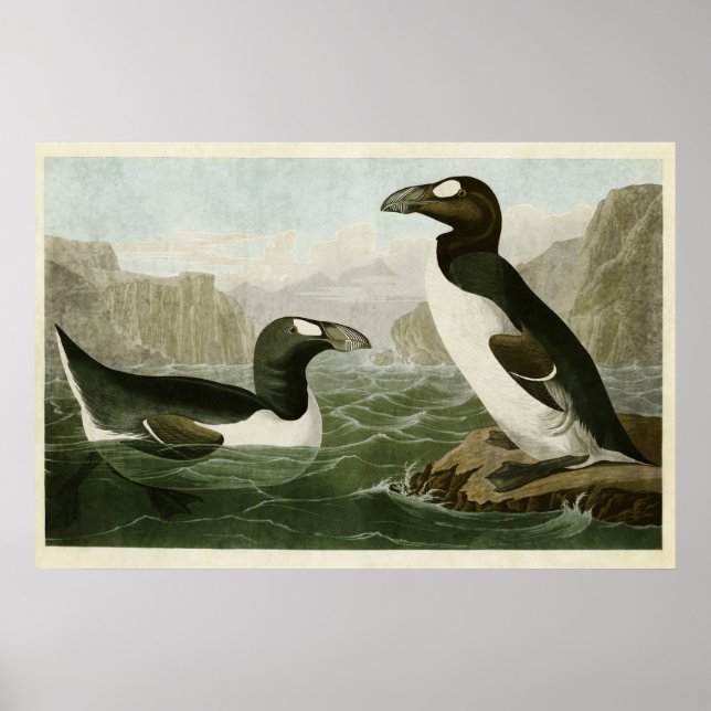 Poster Plaque 341 | Great Auk | Oiseaux d'Amérique (Devant)