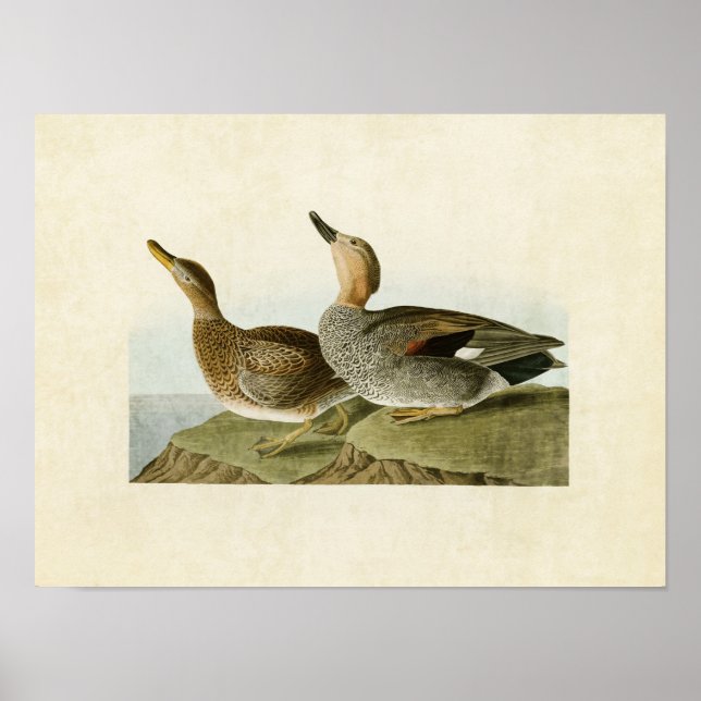 Poster Plaque 348 | Canard à mur | Oiseaux d'Amérique (Devant)