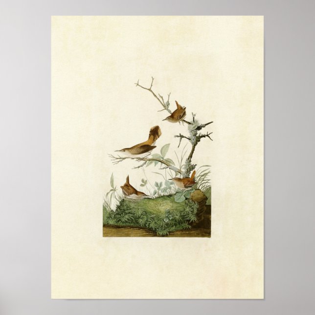 Poster Plaque 360 | Winter et Rock Wrens (Devant)