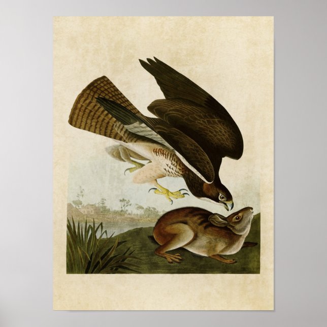 Poster Plaque 372 | Boule commune | Oiseaux d'Amérique (Devant)
