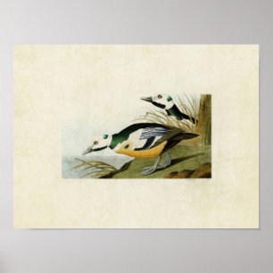 Poster Plaque 429   Canard occidental   Oiseaux d'Amériqu