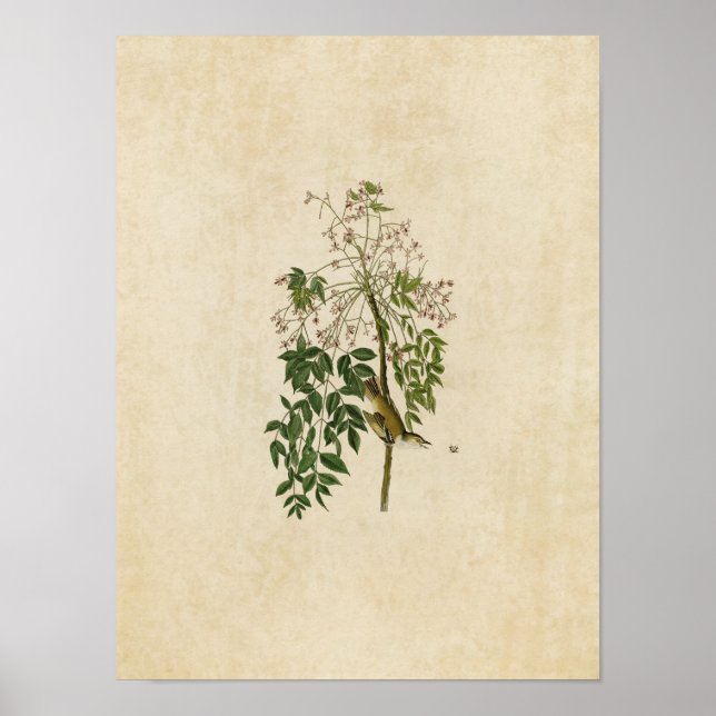 Poster Plaque 63 | Vireo ou godets blancs (Devant)