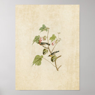 Poster Plaque 69   Paruline à poitrine blanche   Oiseaux 