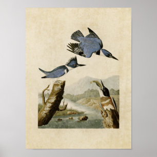 Poster Plaque 77 Martin-pêcheur Belted Oiseaux d'Amér