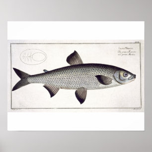 Poster Plaque de saumon (Salmo Maraena) XXVII de 'Ichthyo