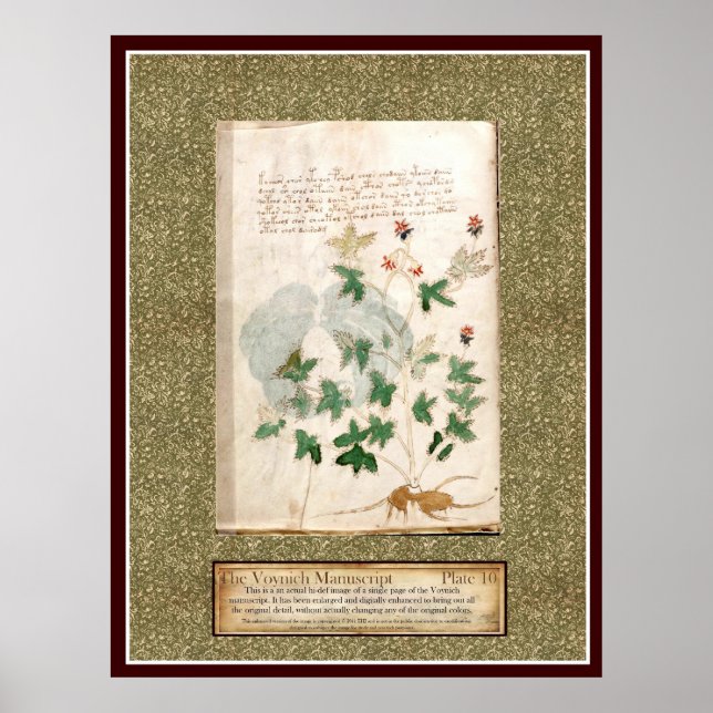 Poster Plaque Voynich 10 (Devant)